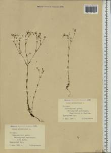 Linum catharticum L., Eastern Europe, Estonia (E2c) (Estonia)