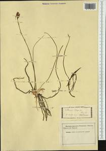 Anthericum liliago L., Western Europe (EUR) (Not classified)