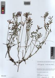 KUZ 001 470, Astragalus ceratoides M. Bieb., Siberia, Altai & Sayany Mountains (S2) (Russia)