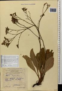 Limonium scoparium (Pall. ex Willd.) Stankov, Caucasus, Georgia (K4) (Georgia)