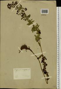 Origanum vulgare L., Siberia, Altai & Sayany Mountains (S2) (Russia)