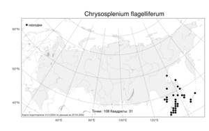 Chrysosplenium flagelliferum F. Schmidt, Atlas of the Russian Flora (FLORUS) (Russia)
