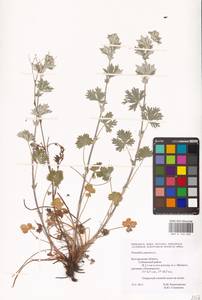 Potentilla argentea L., Eastern Europe, Central forest-and-steppe region (E6) (Russia)