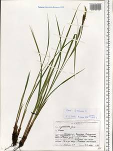 Carex vesicaria L., Eastern Europe, Belarus (E3a) (Belarus)