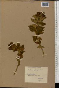 Gentiana septemfida, Caucasus, Georgia (K4) (Georgia)