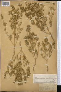 Petrosimonia brachiata (Pall.) Bunge, Middle Asia, Muyunkumy, Balkhash & Betpak-Dala (M9) (Kazakhstan)