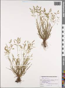 Poa annua L., Eastern Europe, Belarus (E3a) (Belarus)