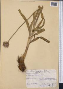 Allium carolinianum Redouté, Middle Asia, Pamir & Pamiro-Alai (M2) (Kyrgyzstan)