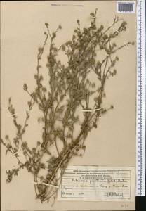 Pulicaria vulgaris Gaertn., Middle Asia, Western Tian Shan & Karatau (M3) (Kazakhstan)