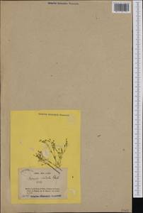 Sabulina tenuifolia subsp. tenuifolia, Western Europe (EUR) (France)