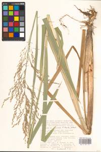 Glyceria maxima (Hartm.) Holmb., Eastern Europe, Lower Volga region (E9) (Russia)