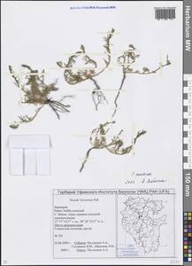 Suaeda prostrata Pall., Eastern Europe, Eastern region (E10) (Russia)