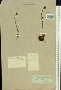Saxifraga flagellaris subsp. flagellaris, Siberia, Altai & Sayany Mountains (S2) (Russia)
