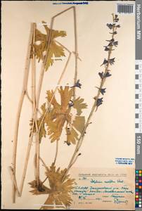Delphinium crassifolium Schrad. ex Spreng., Siberia, Baikal & Transbaikal region (S4) (Russia)