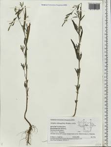 Atriplex oblongifolia Waldst. & Kit., Eastern Europe, Central region (E4) (Russia)