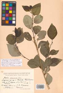 Populus tremuloides Michx., Siberia, Russian Far East (S6) (Russia)