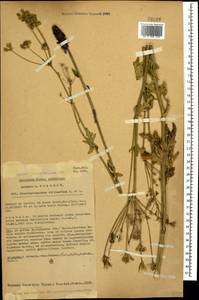 Eleutherospermum cicutarium (M. Bieb.) Boiss., Caucasus, Georgia (K4) (Georgia)