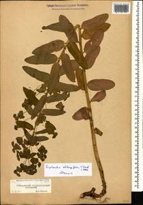 Euphorbia oblongifolia (K.Koch) K.Koch, Caucasus, Stavropol Krai, Karachay-Cherkessia & Kabardino-Balkaria (K1b) (Russia)