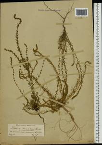 Bassia laniflora (S. G. Gmel.) A. J. Scott, Eastern Europe, Central forest-and-steppe region (E6) (Russia)