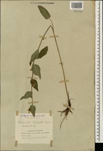 Campanula glomerata subsp. caucasica (Trautv.) Ogan., Caucasus, Azerbaijan (K6) (Azerbaijan)