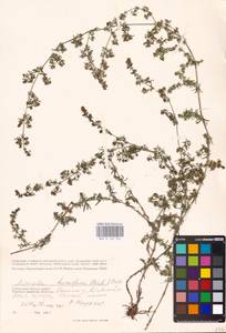 Galium humifusum M.Bieb., Eastern Europe, South Ukrainian region (E12) (Ukraine)