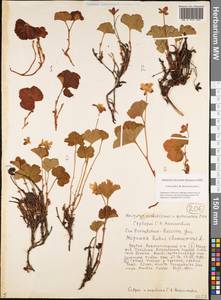 Rubus chamaemorus L., Siberia, Yakutia (S5) (Russia)