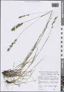 Helictochloa hookeri (Scribn.) Romero Zarco, Siberia, Baikal & Transbaikal region (S4) (Russia)