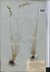 Helictotrichon desertorum (Less.) Pilg., Middle Asia, Northern & Central Tian Shan (M4) (Kyrgyzstan)