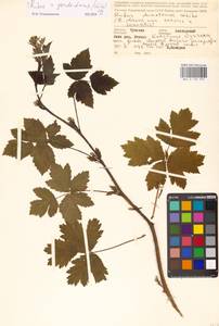 Rubus sulcatus Vest, Eastern Europe, Middle Volga region (E8) (Russia)