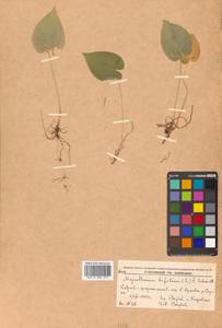 Maianthemum bifolium (L.) F.W.Schmidt, Siberia, Russian Far East (S6) (Russia)