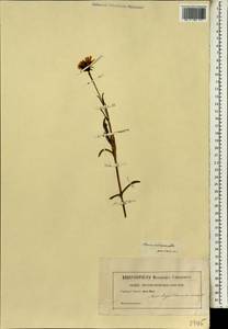 Lampranthus aureus (L.) N.E. Br., Africa (AFR) (Not classified)