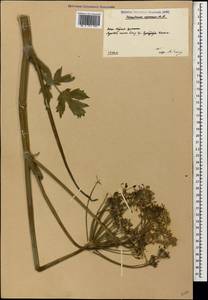 Heracleum asperum (Hoffm.) M. Bieb., Caucasus, South Ossetia (K4b) (South Ossetia)