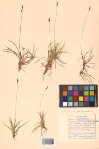 Carex melanocarpa Cham. ex Trautv., Siberia, Russian Far East (S6) (Russia)