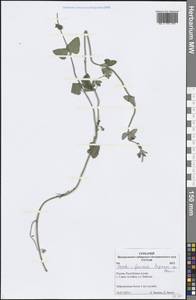 Nepeta × faassenii Bergmans ex Stearn, Siberia, Altai & Sayany Mountains (S2) (Russia)