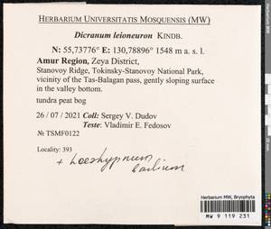 Dicranum leioneuron Kindb., Bryophytes, Bryophytes - Russian Far East (excl. Chukotka & Kamchatka) (B20) (Russia)