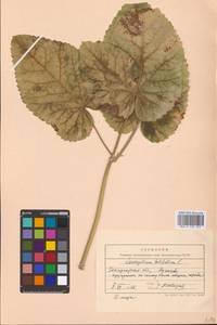 Laserpitium latifolium L., Eastern Europe, West Ukrainian region (E13) (Ukraine)