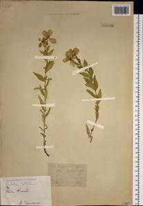 Chamaenerion latifolium (L.) Sweet, Siberia, Western (Kazakhstan) Altai Mountains (S2a) (Kazakhstan)