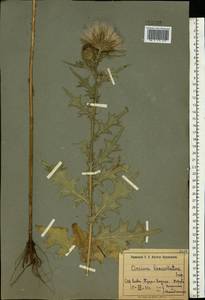 Cirsium vulgare (Savi) Ten., Eastern Europe, North Ukrainian region (E11) (Ukraine)