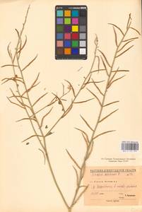 Rhamphospermum arvense (L.) Andrz. ex Besser, Eastern Europe, North-Western region (E2) (Russia)