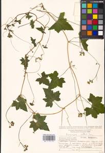 Bryonia alba L., Eastern Europe, Moscow region (E4a) (Russia)
