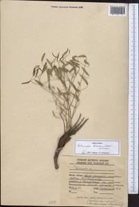 Autumnalia botschantzevii Pimenov, Middle Asia, Western Tian Shan & Karatau (M3) (Kazakhstan)