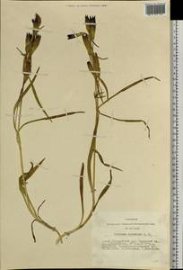 Gentiana decumbens L. fil., Siberia, Altai & Sayany Mountains (S2) (Russia)