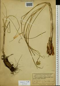Allium condensatum Turcz., Siberia, Russian Far East (S6) (Russia)