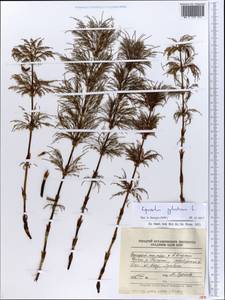 Equisetum sylvaticum L., Eastern Europe, Northern region (E1) (Russia)