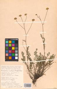 Tanacetum kittaryanum subsp. sclerophyllum (Krasch.) Tzvelev, Eastern Europe, Lower Volga region (E9) (Russia)