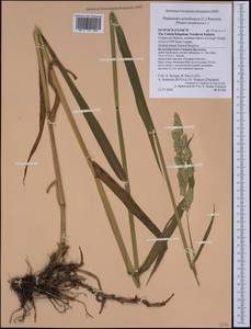 Phalaris arundinacea L., Western Europe (EUR) (United Kingdom)