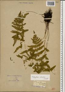 Thelypteris palustris (Salisb.) Schott, Caucasus, Krasnodar Krai & Adygea (K1a) (Russia)