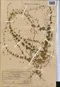Kickxia elatine (L.) Dumort., Middle Asia, Western Tian Shan & Karatau (M3) (Uzbekistan)