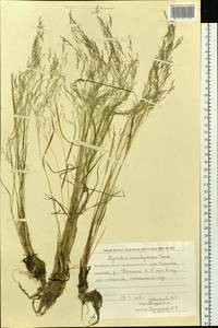 Agrostis anadyrensis Soczava, Siberia, Chukotka & Kamchatka (S7) (Russia)