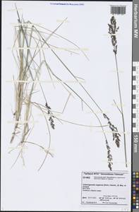 Achnatherum calamagrostis (L.) P.Beauv., Siberia, Central Siberia (S3) (Russia)